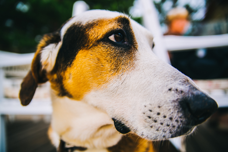MetaMetrics Dog - indicating customer loyalty